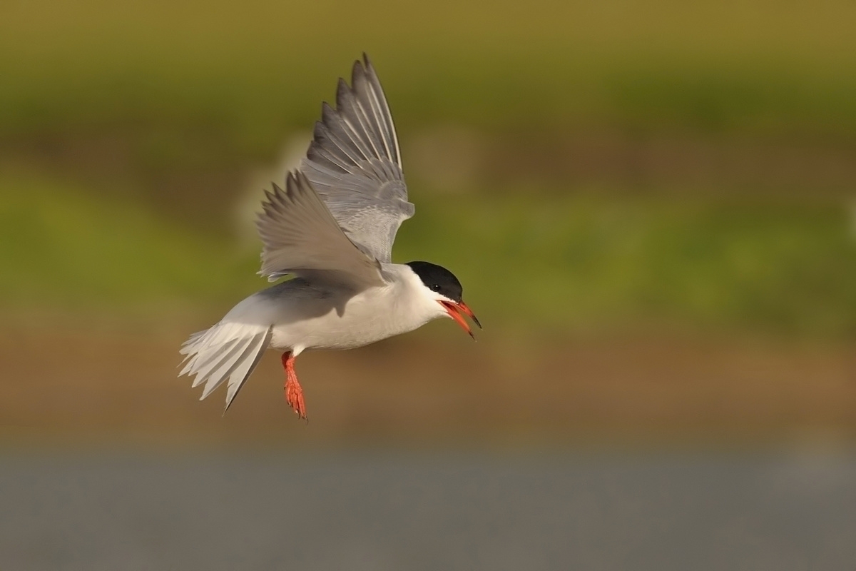 Tern.