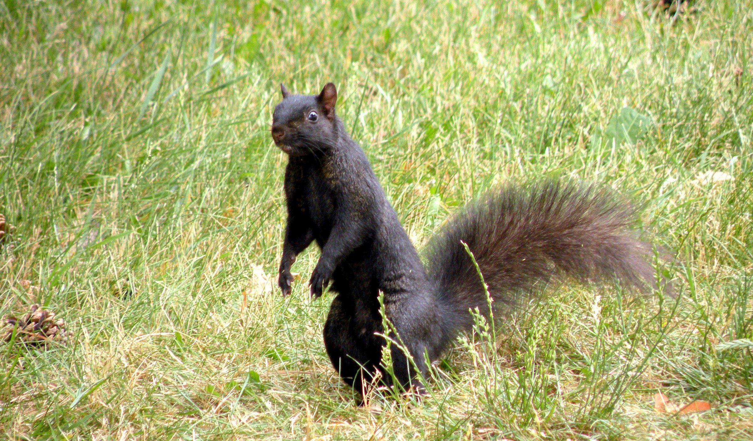 Squirrel melanin - Canada -
