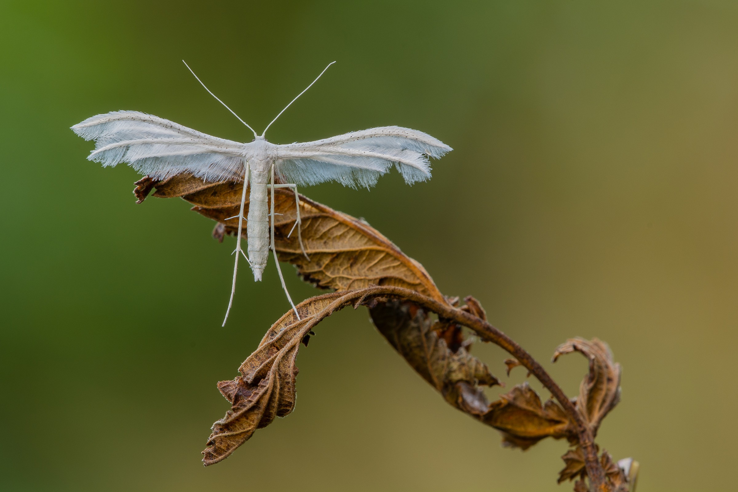 Pterophorus pentadactyla