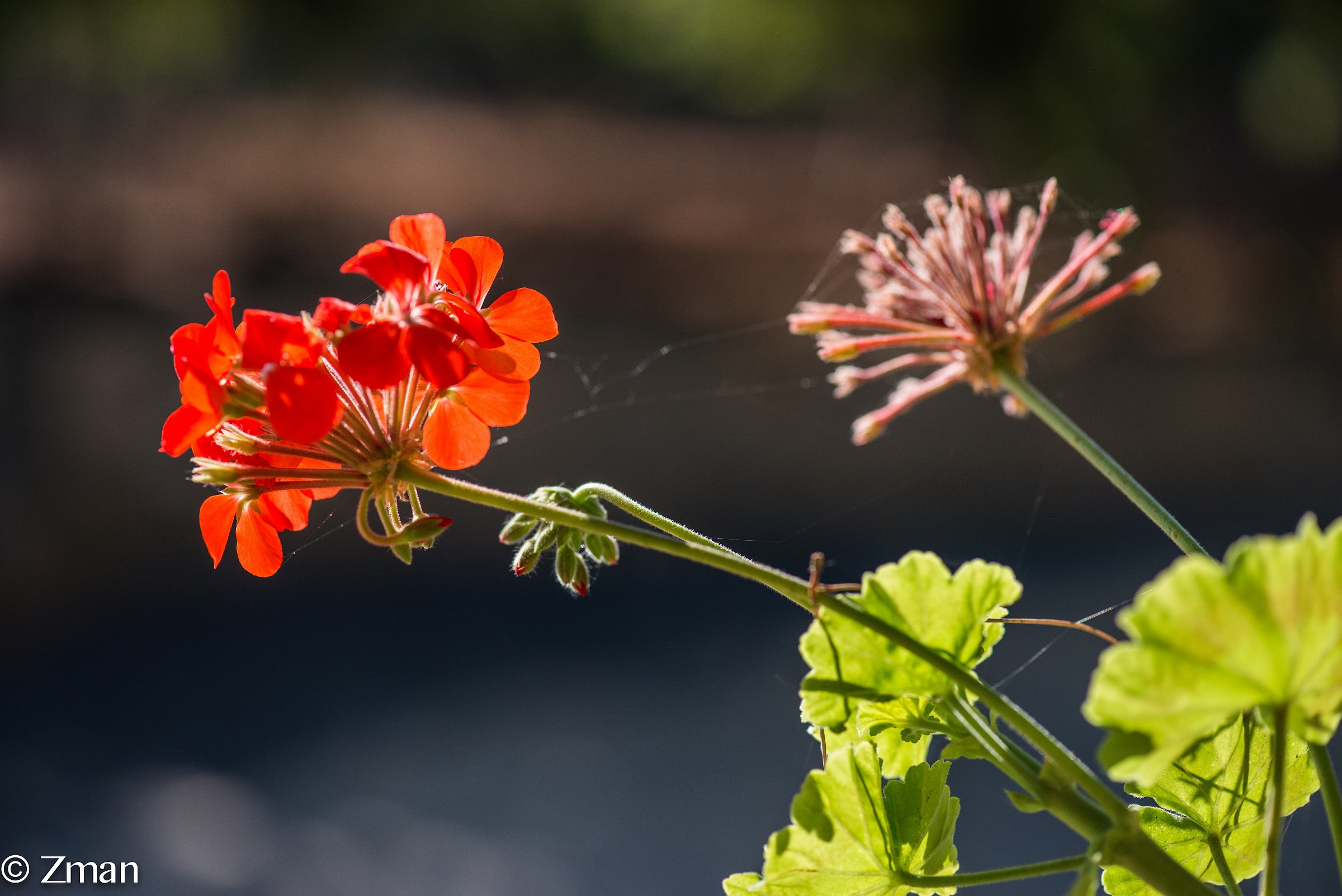 Red Flowers In The Morning Sun