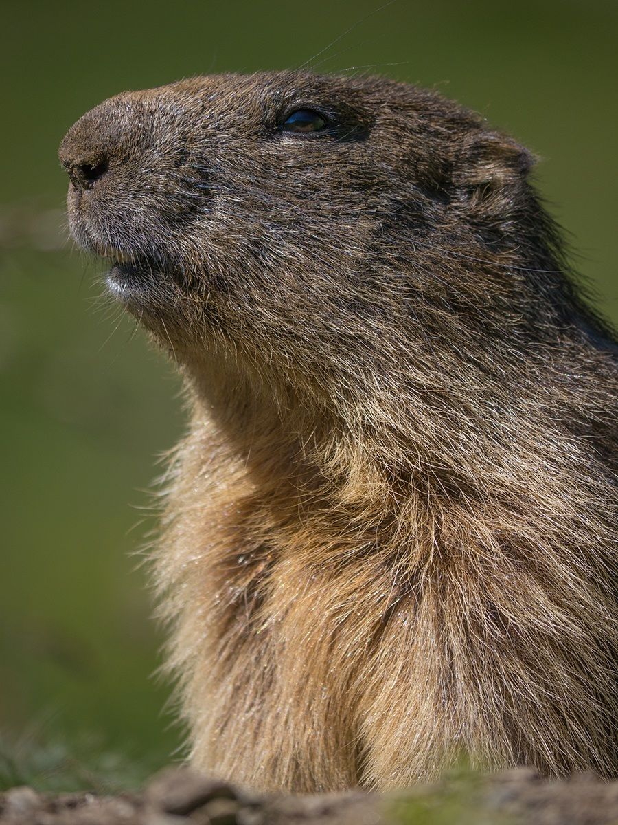 Ritratto di marmotta.