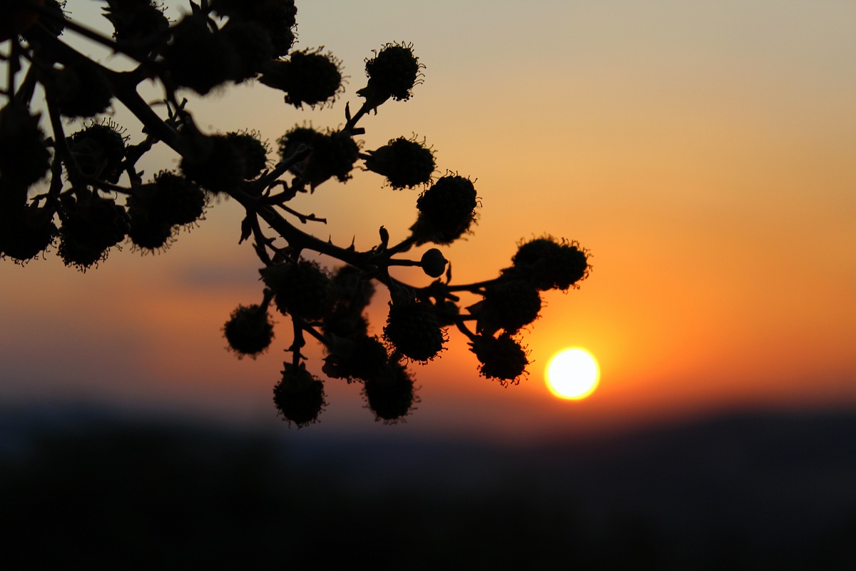 Tramonto tra le more