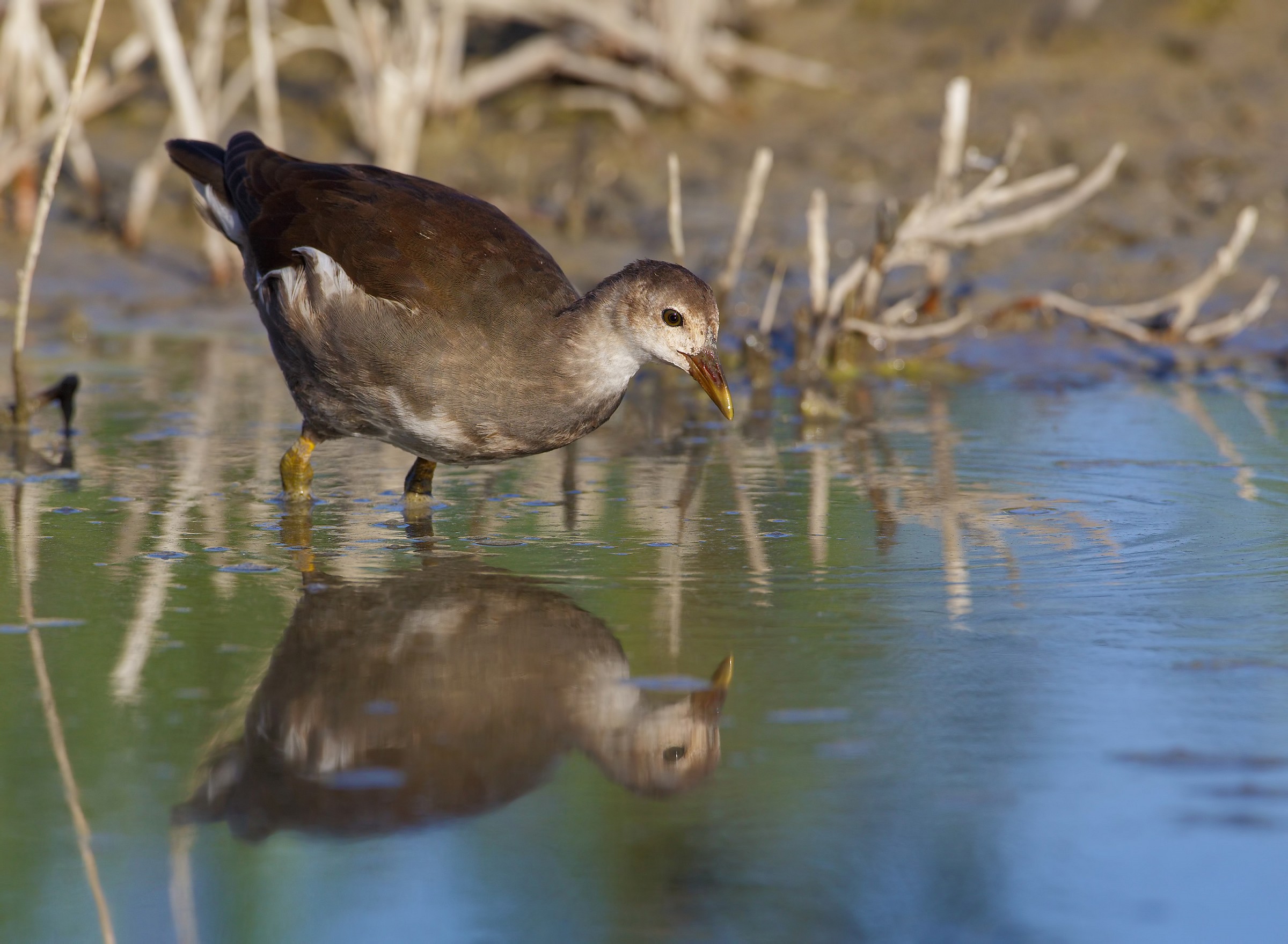 Giovane gallinella d'acqua