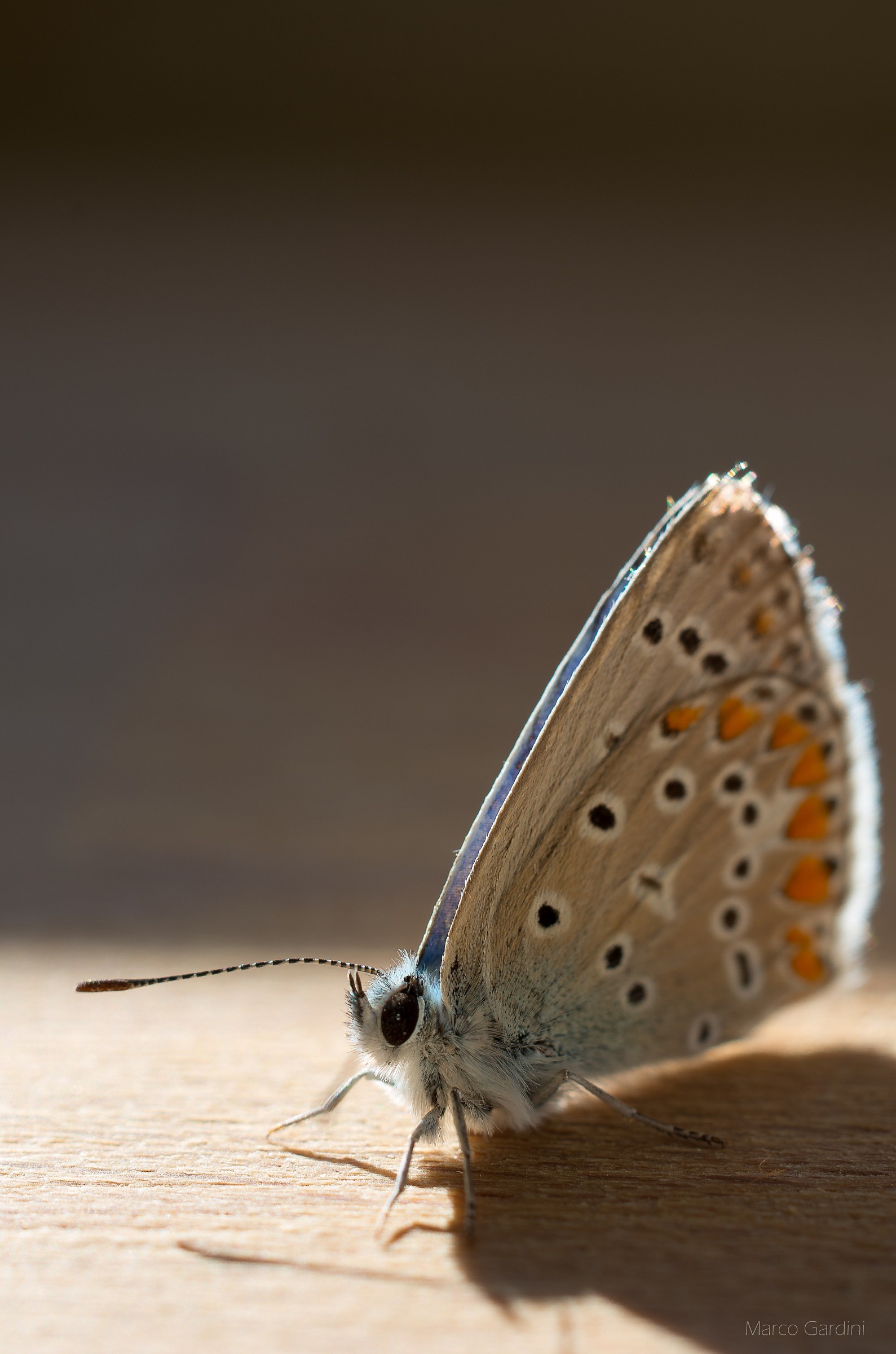 Common Blue