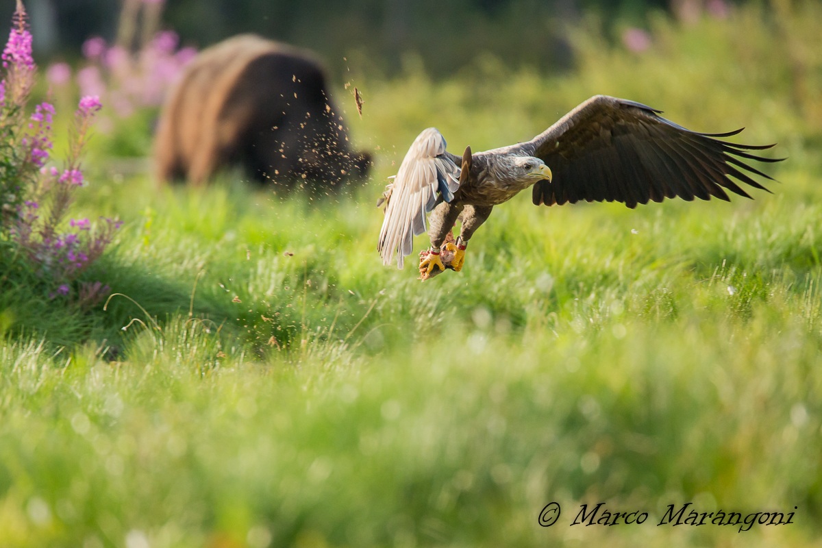 Aquila ruba il pranzo all'orso - Finlandia -Agosto 2013