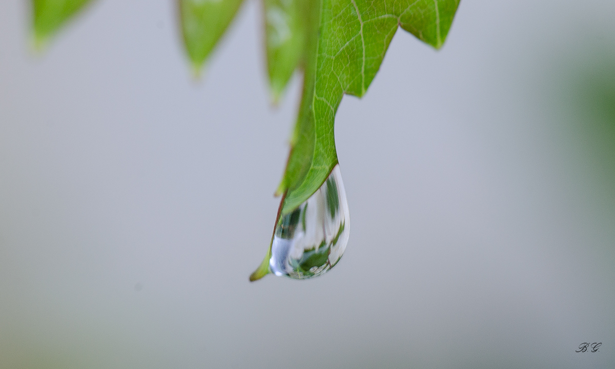 Una goccia di rugiada