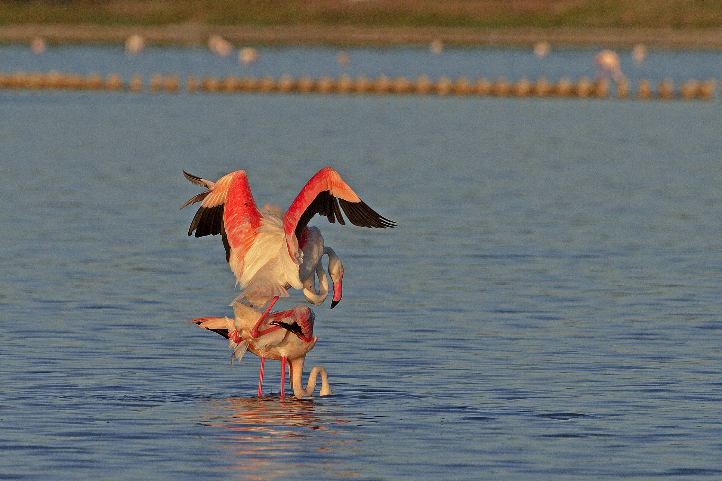 Fenicotteri rosa in accoppiamento