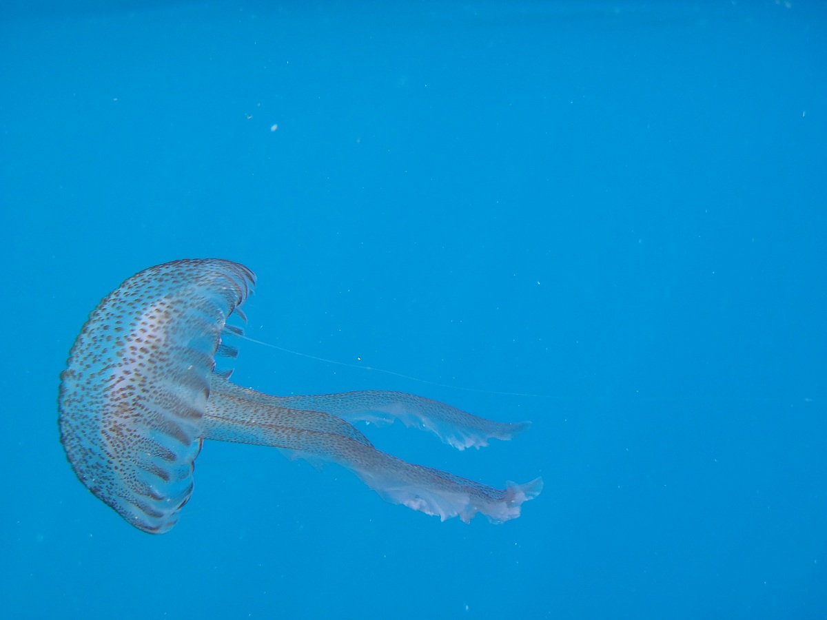 Punta Chiappa August 12