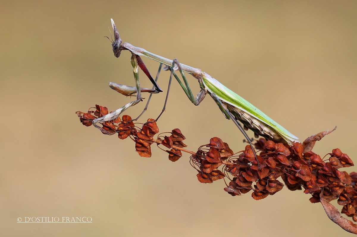 Empusa Pennata.