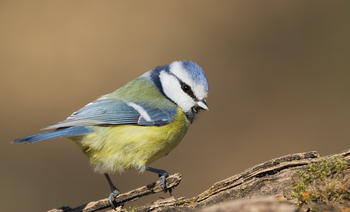 Blue Tit