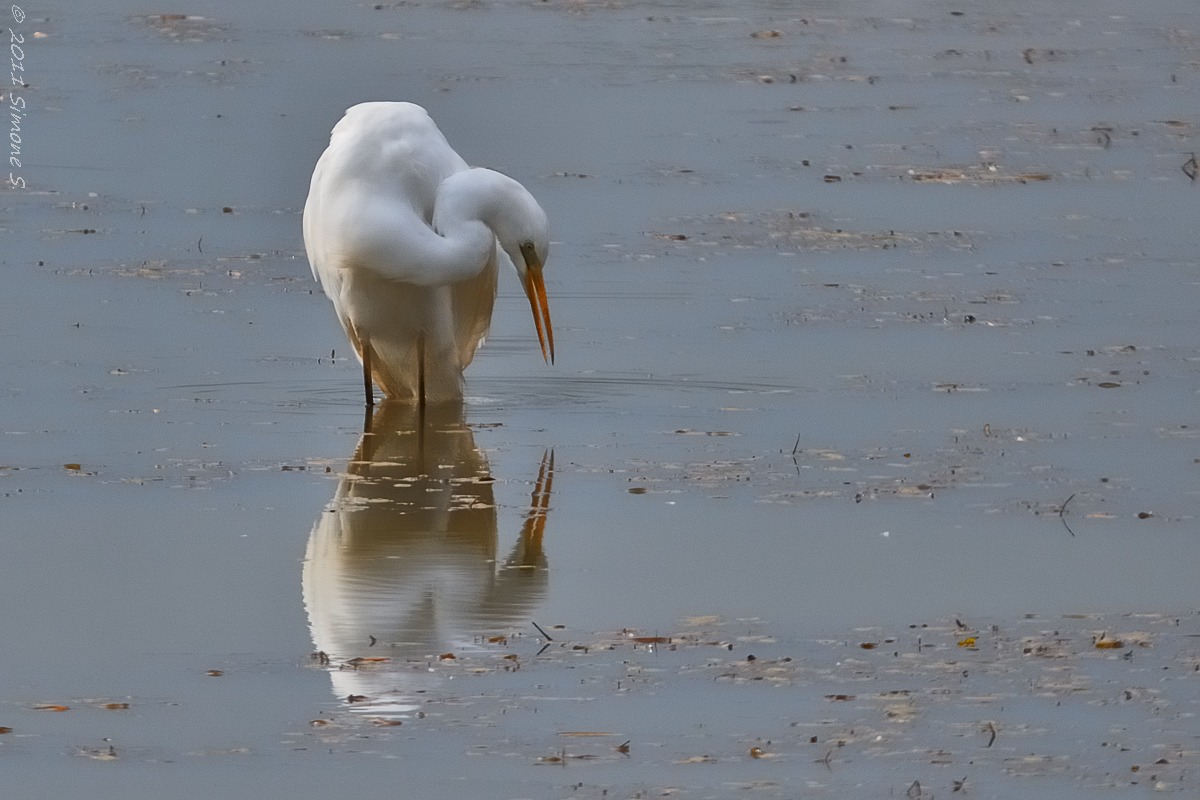 Great Egret (Casmerodius albus)
