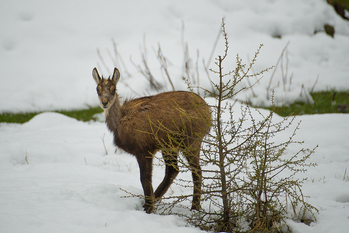 Small Chamois