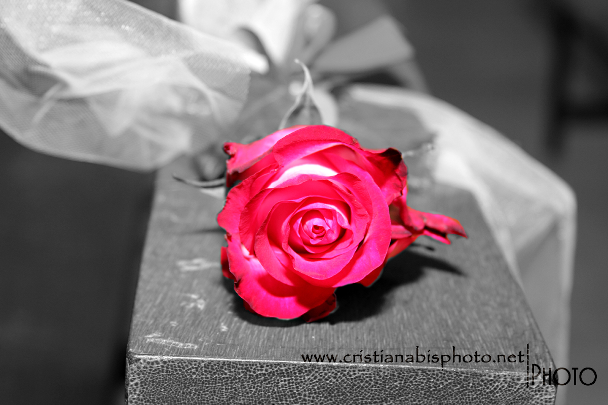 Single rose