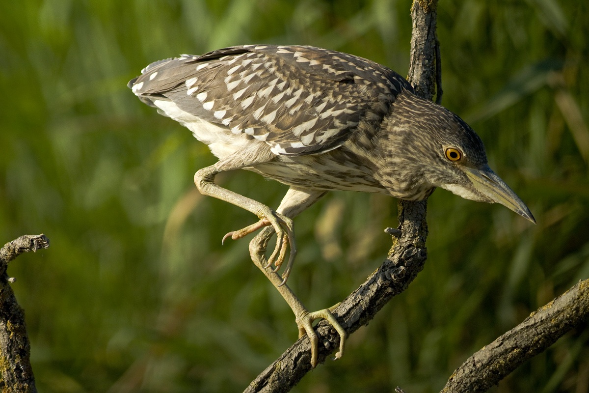 L'agguato della giovane Nitticora