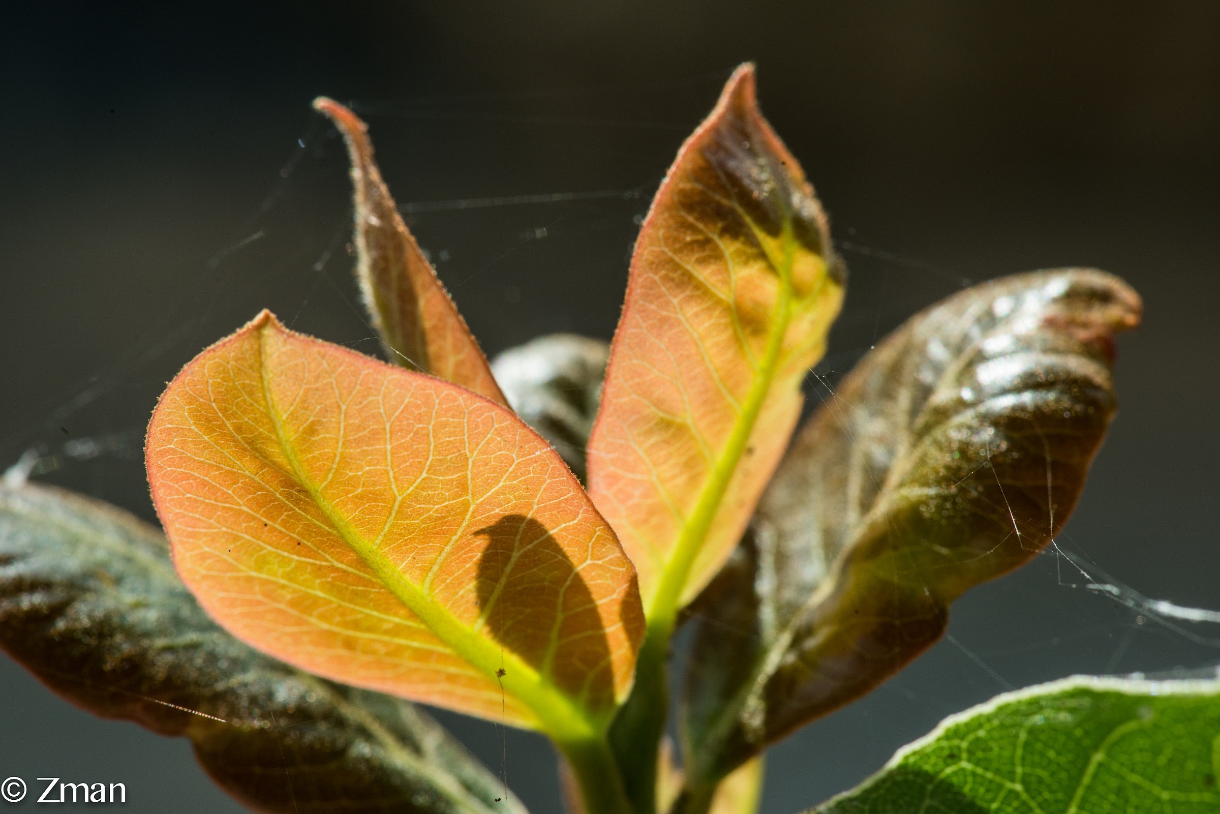 Silhouette of the leaf looks like a Bird