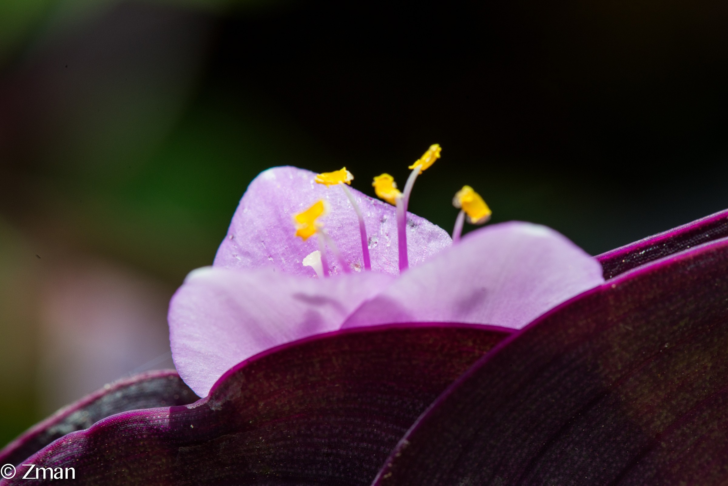 Lady In A Boat Flower