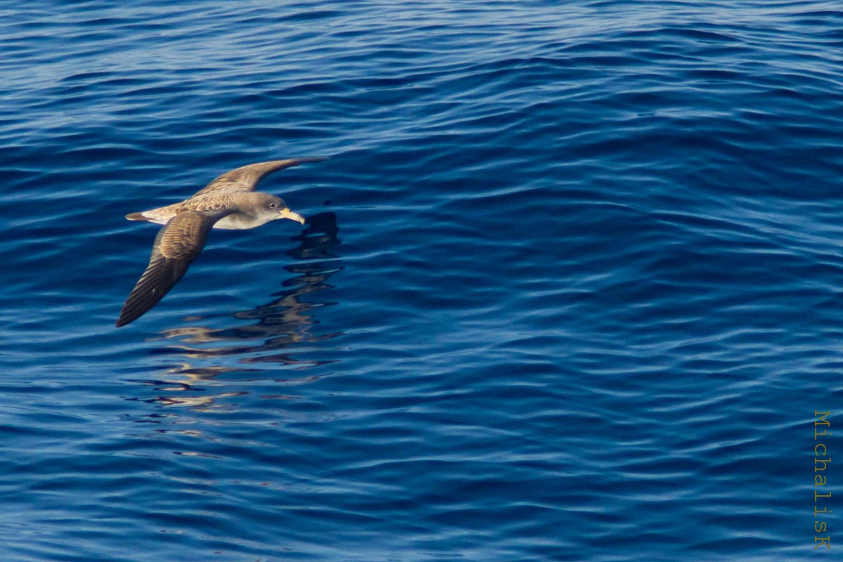 Scopoli's Shearwater
