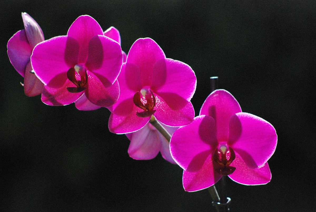 Orchid