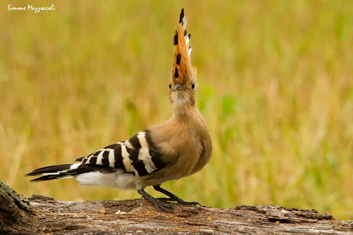 What are you looking