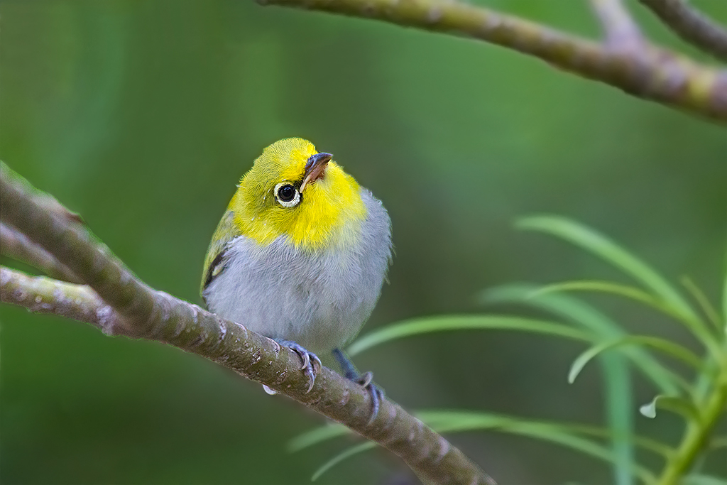 Curious look: Juvenile Oriental White Eye
