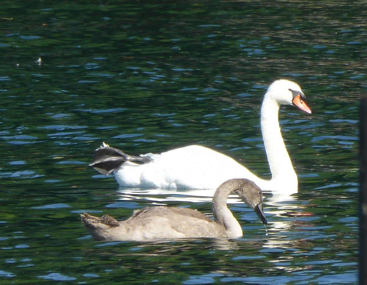 Cigno con il piccolo