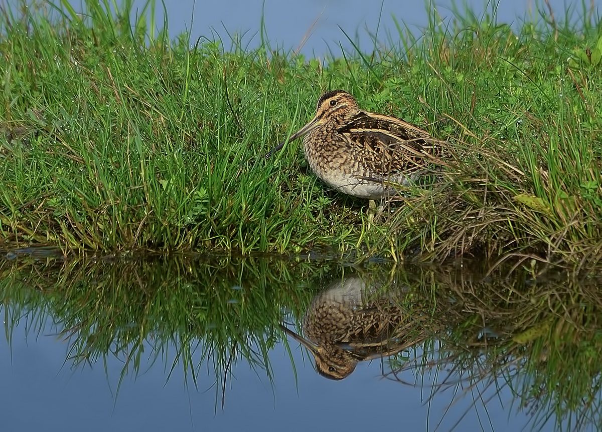 Snipe