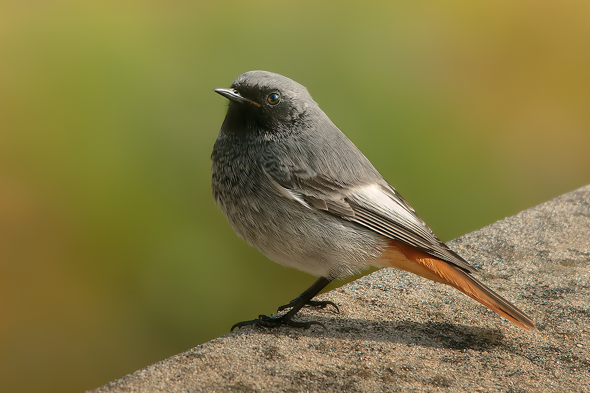 Black Redstart