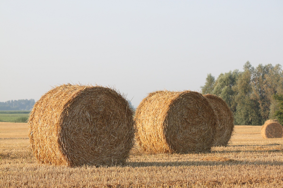 balle di fieno 1