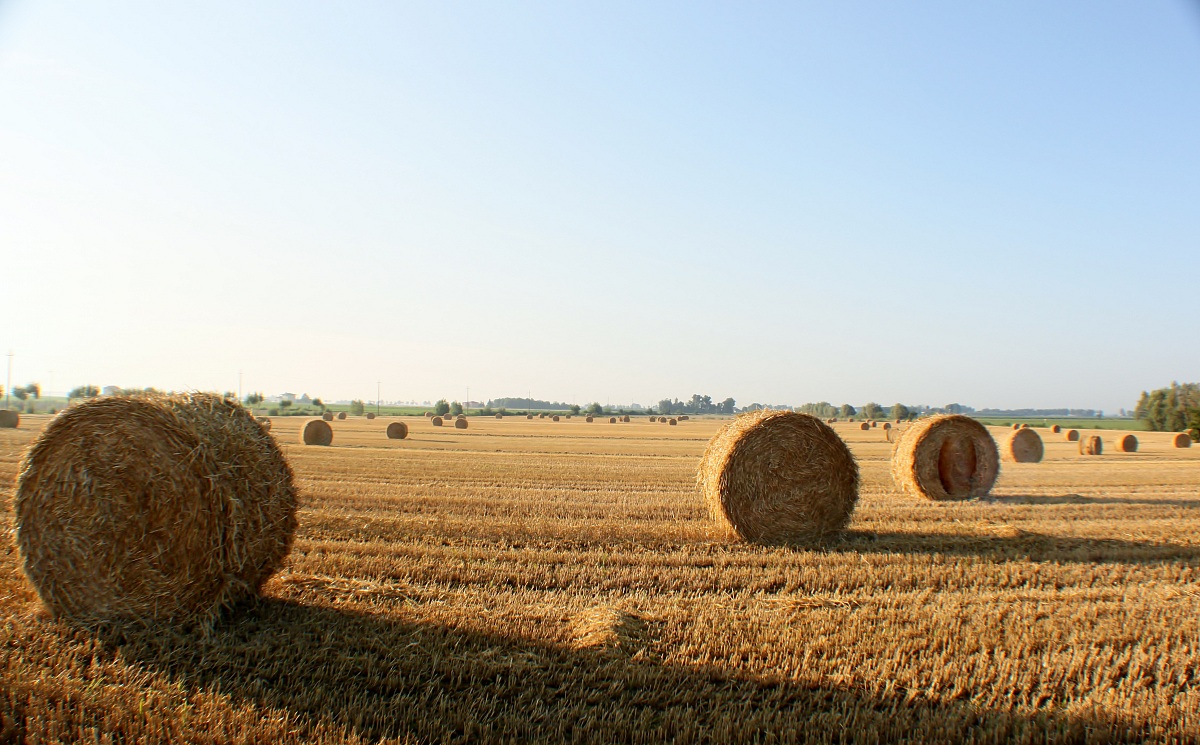 balle di fieno 2