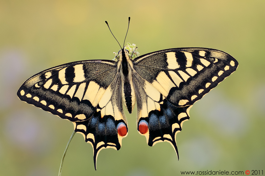 Papilio machaon
