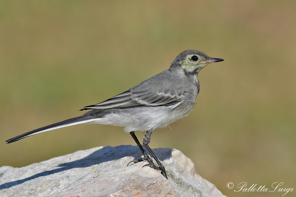White Wagtail (Matacilla alba)