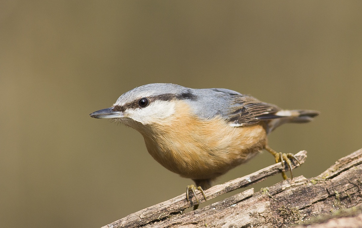 nuthatch