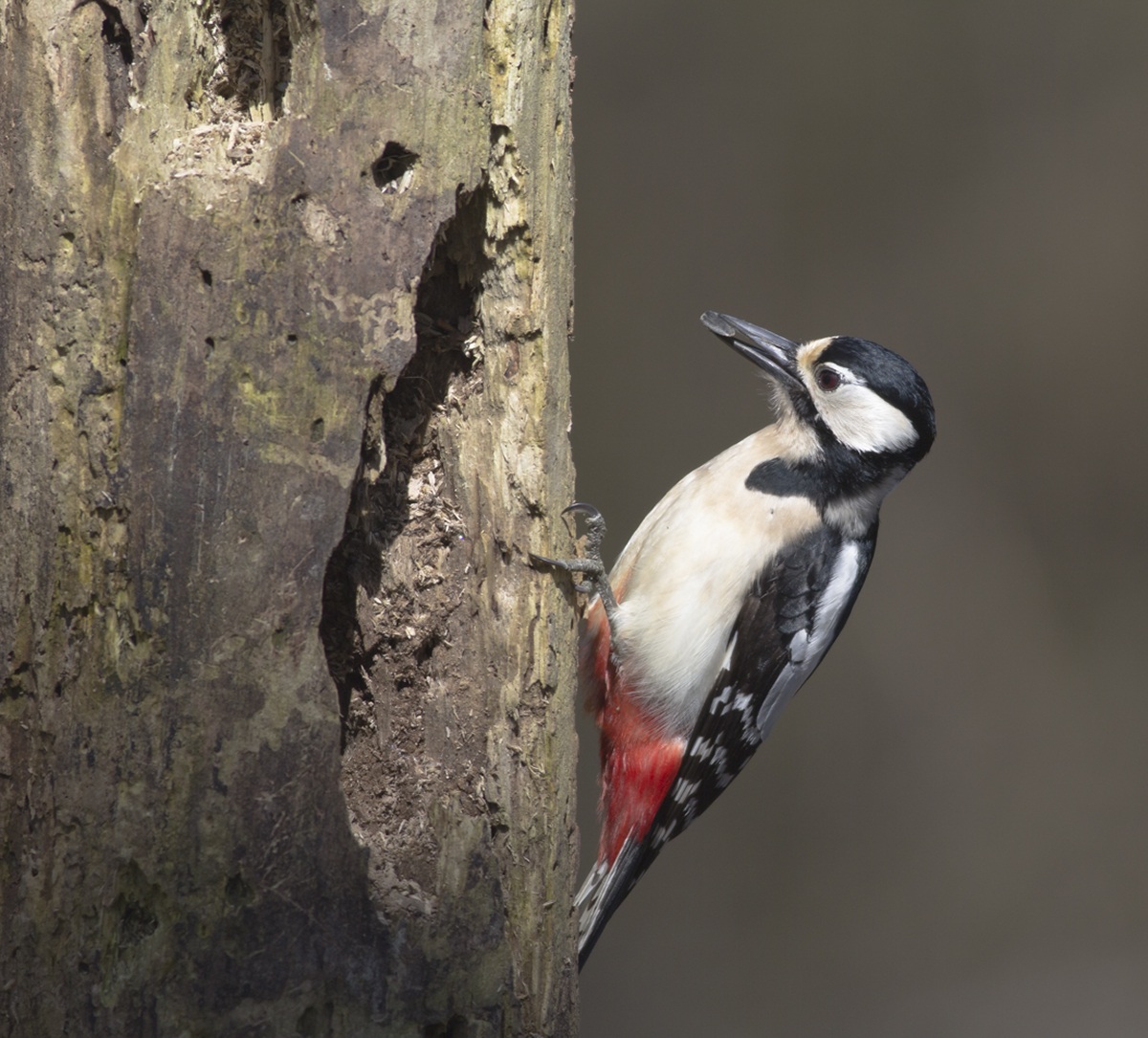picchio rosso maggiore