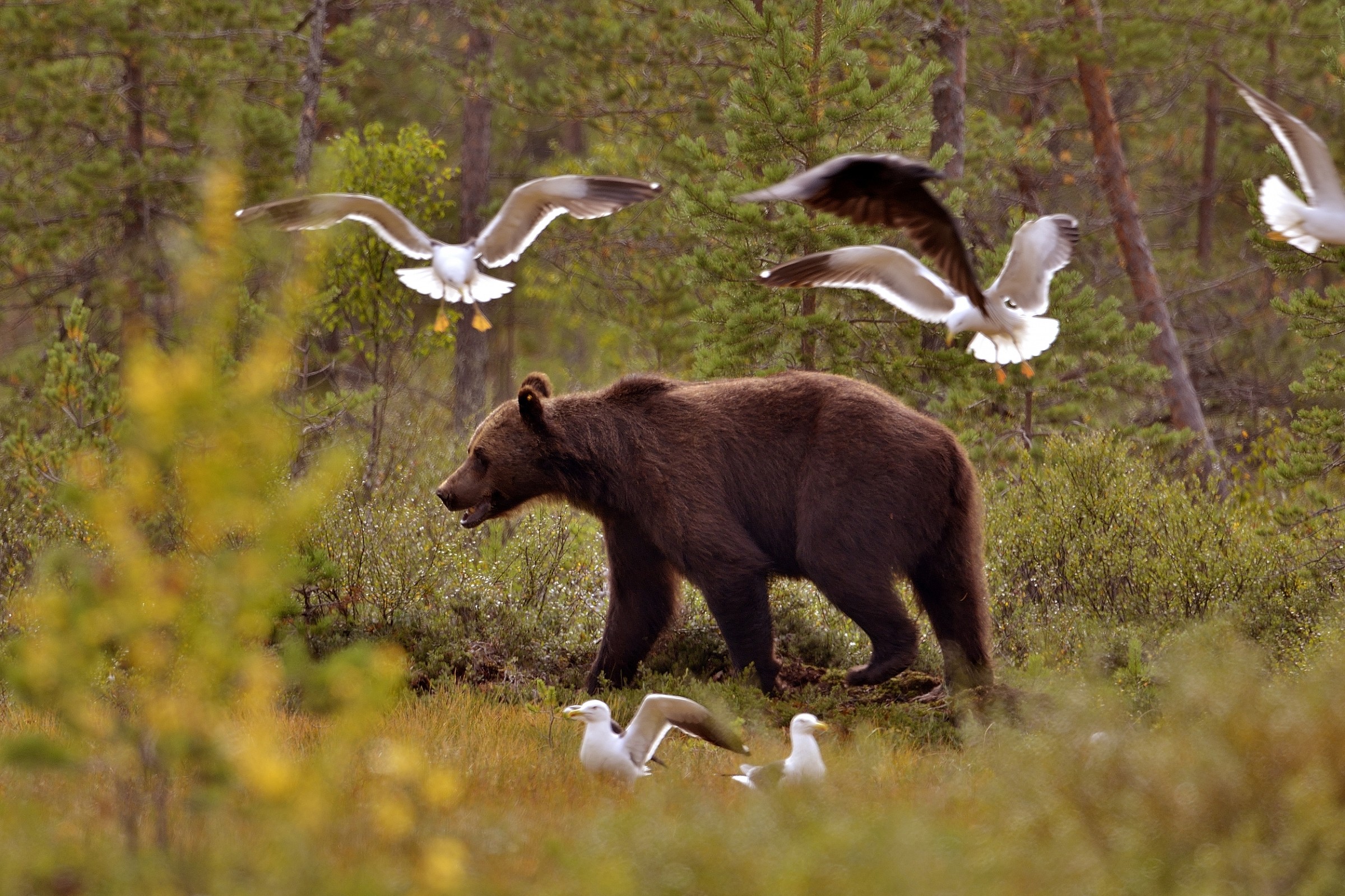 orso tra gabbiani e corvi