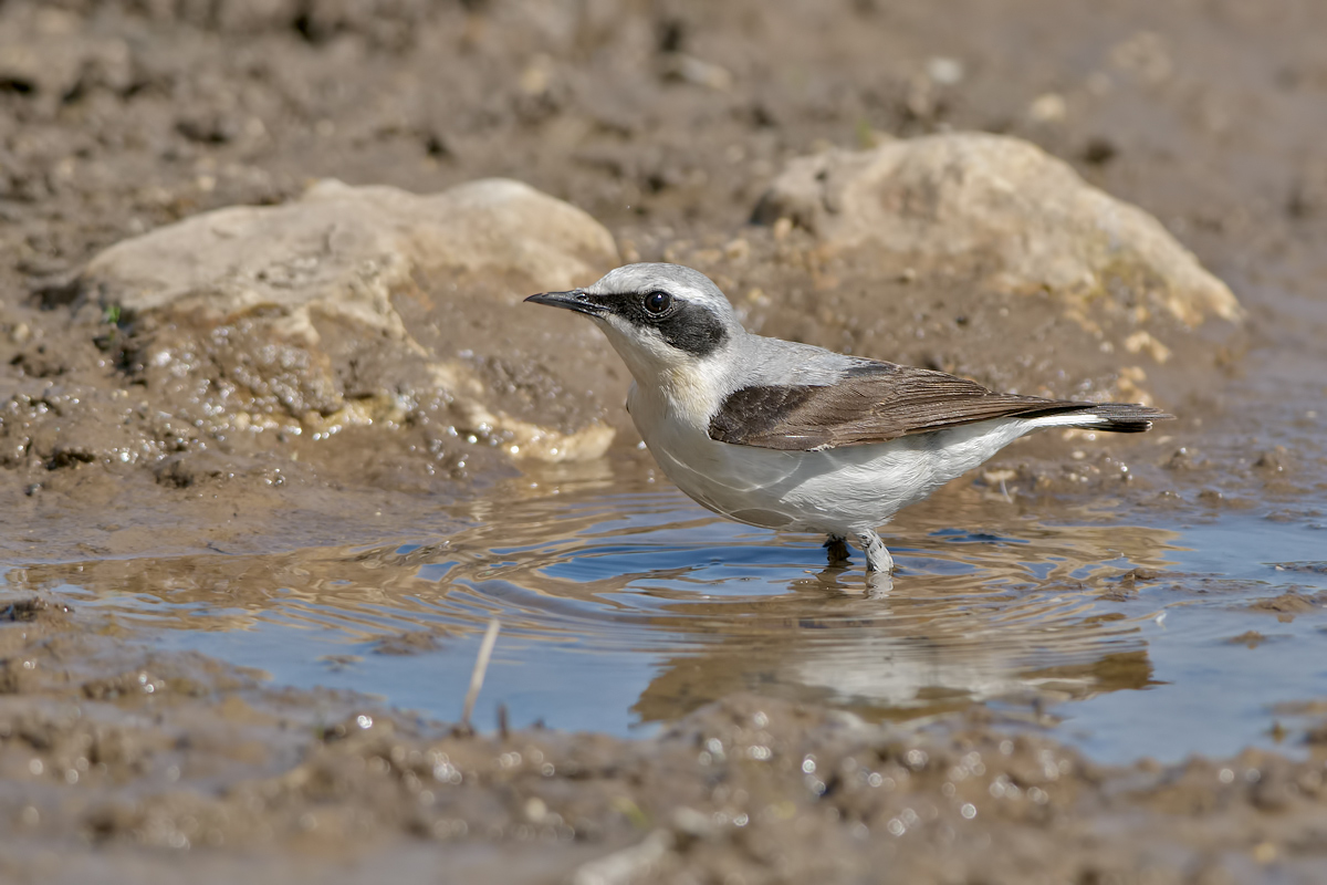 Wheatear (oenanthe oenanthe)