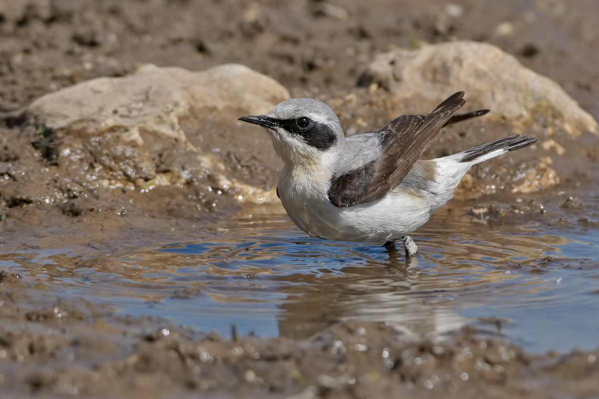 Wheatear (oenanthe oenanthe)
