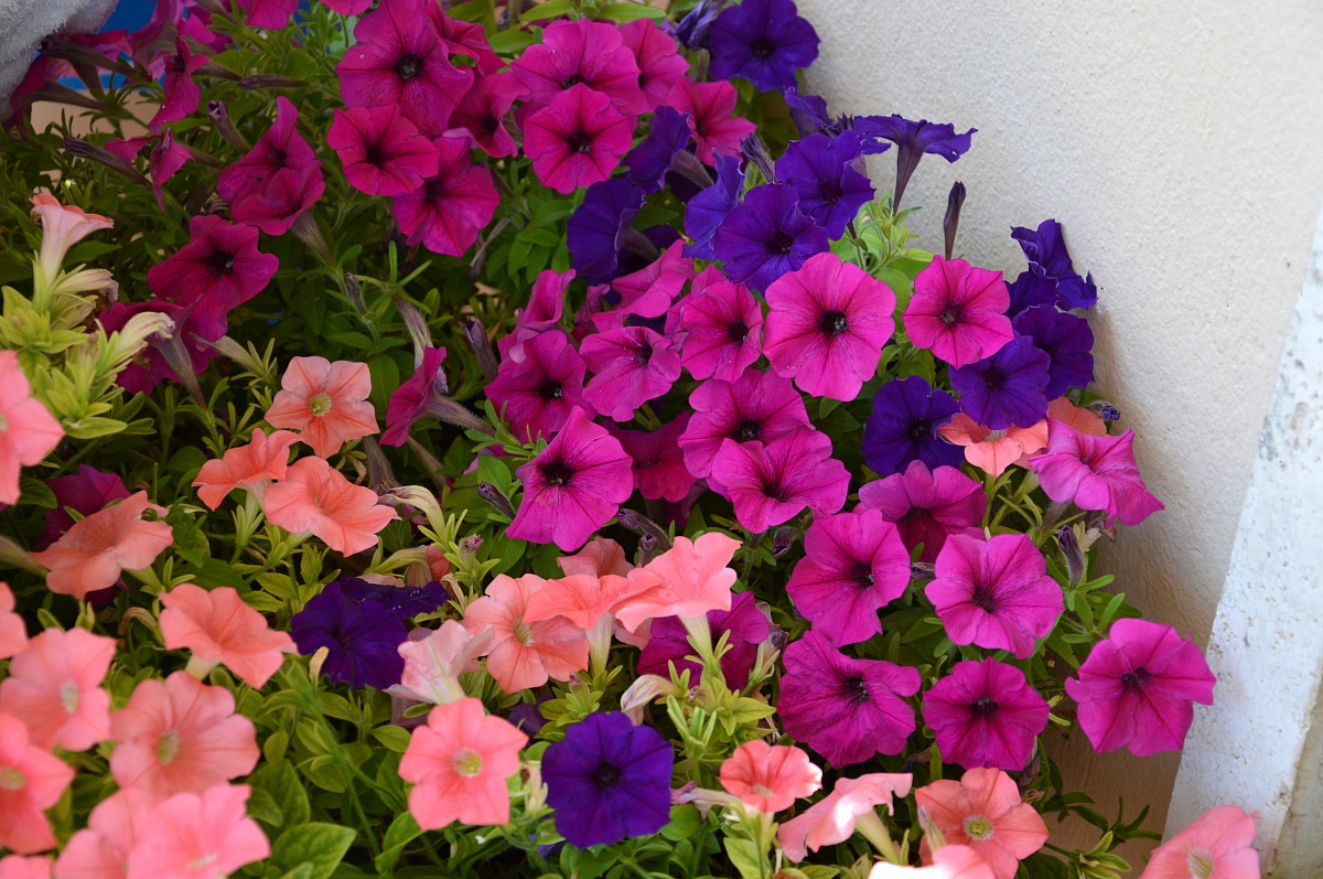 bowl of petunias