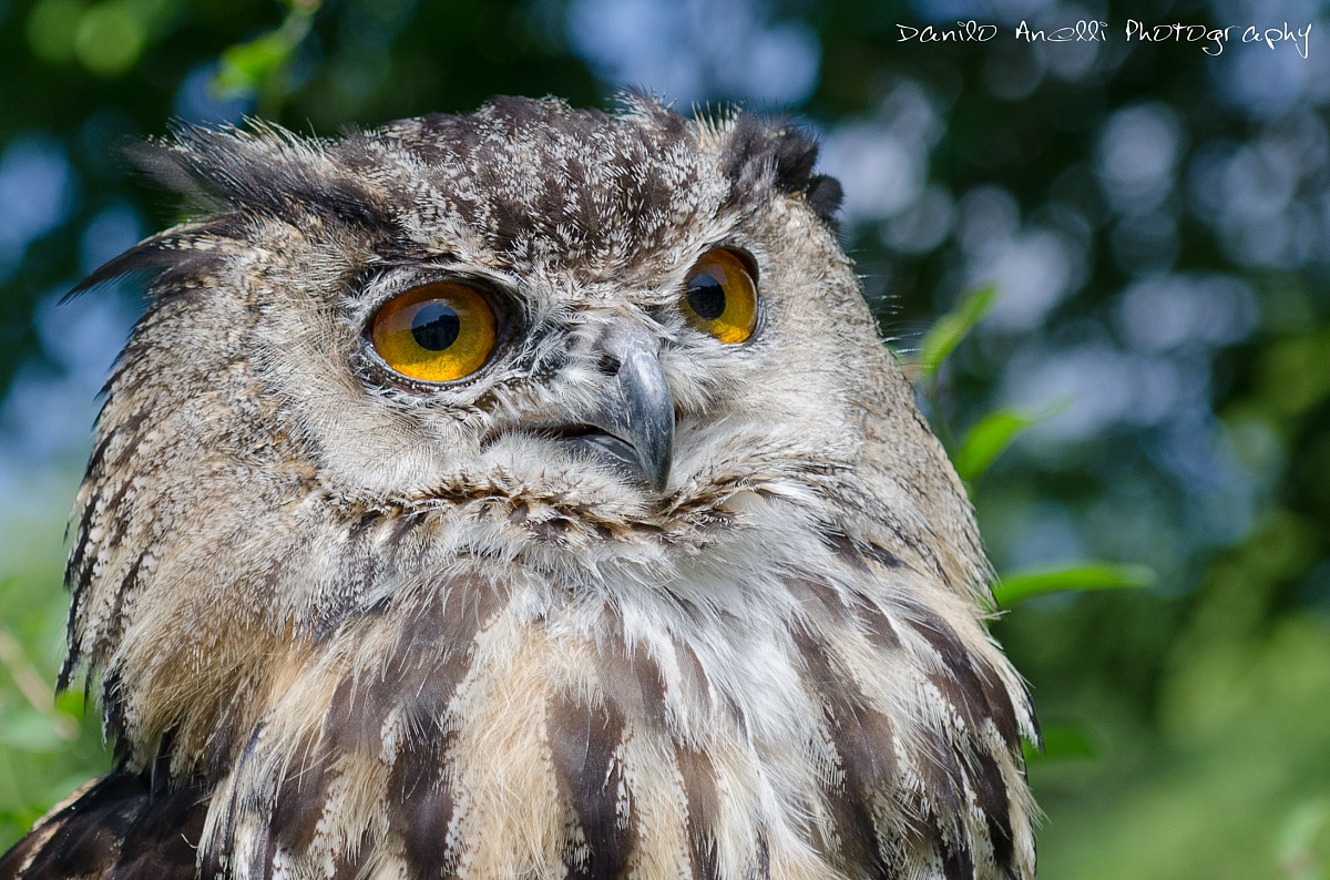 Ritratto di Sua Maestà :-)