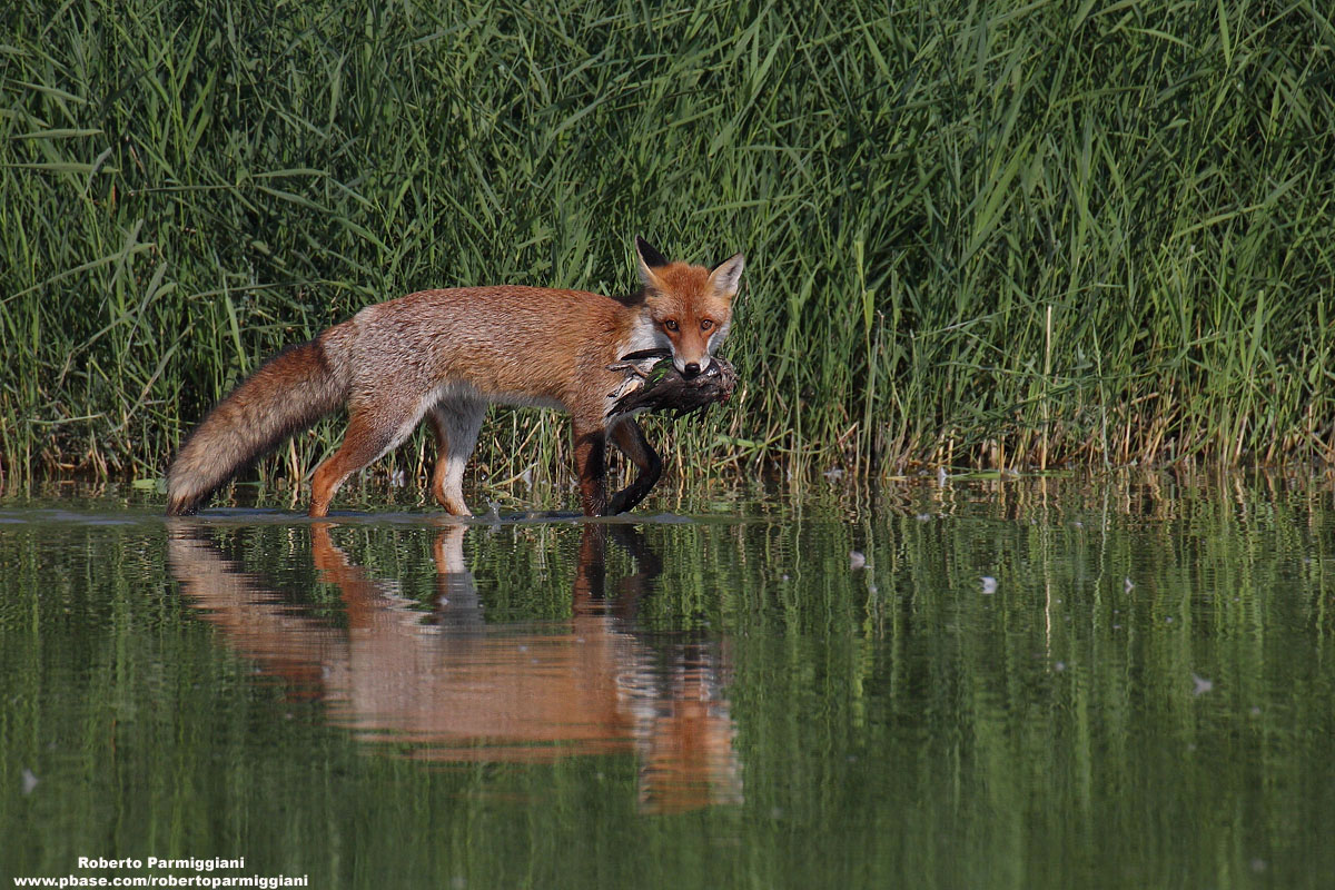 Volpe con preda (Alzavola)