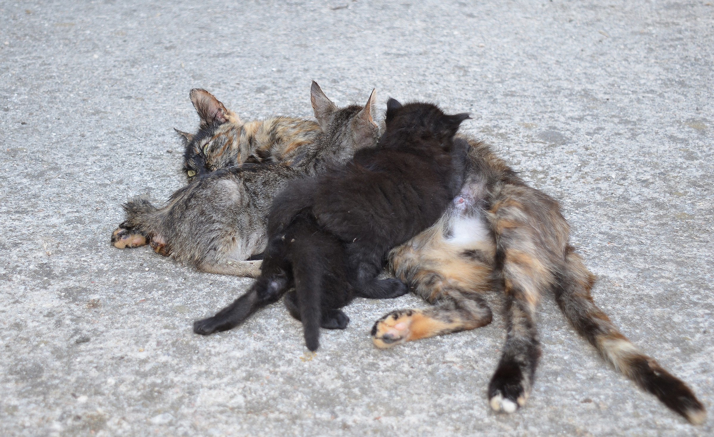 Piccoli mangia a sbafo!