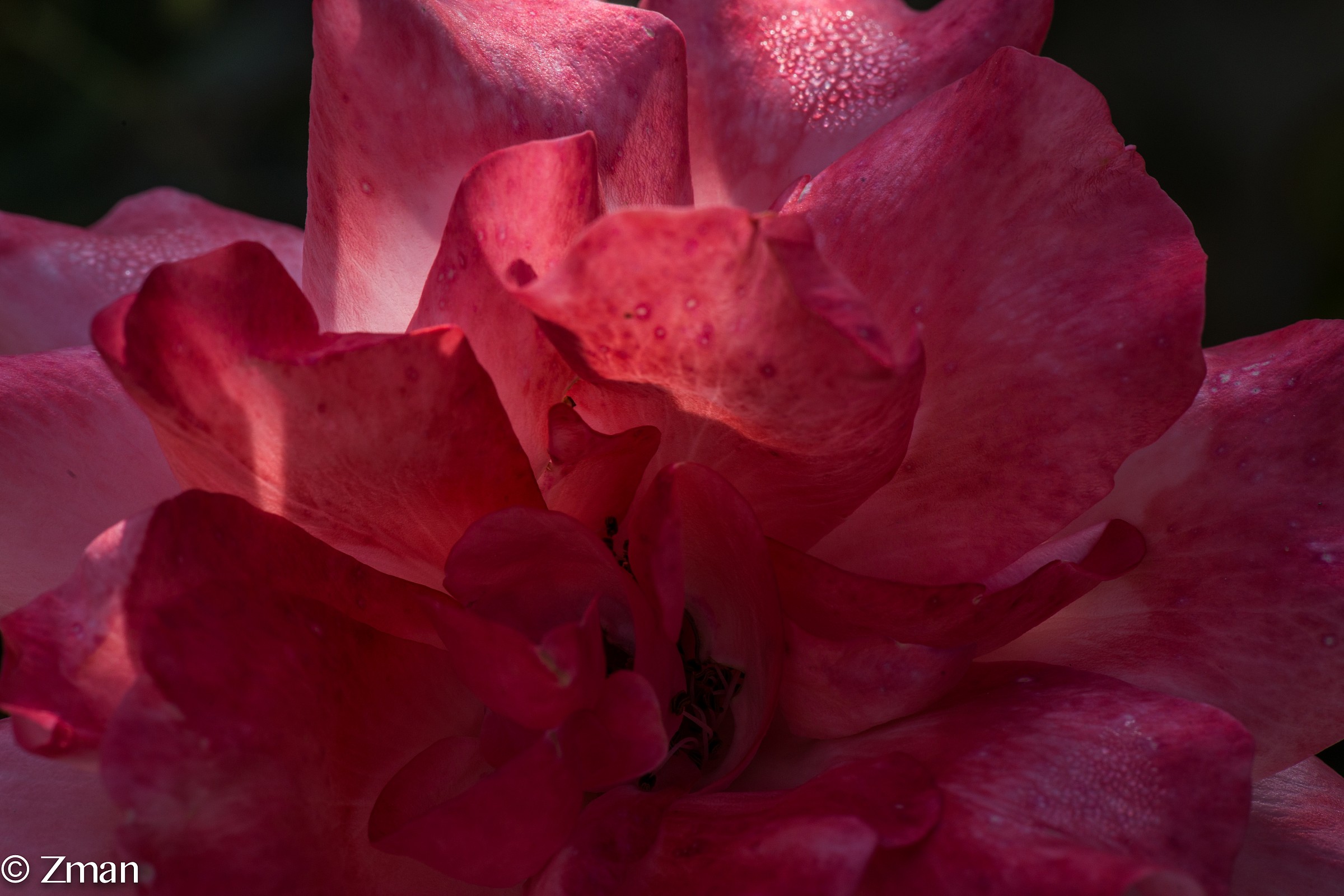Morning Light Kissing The Red Rose