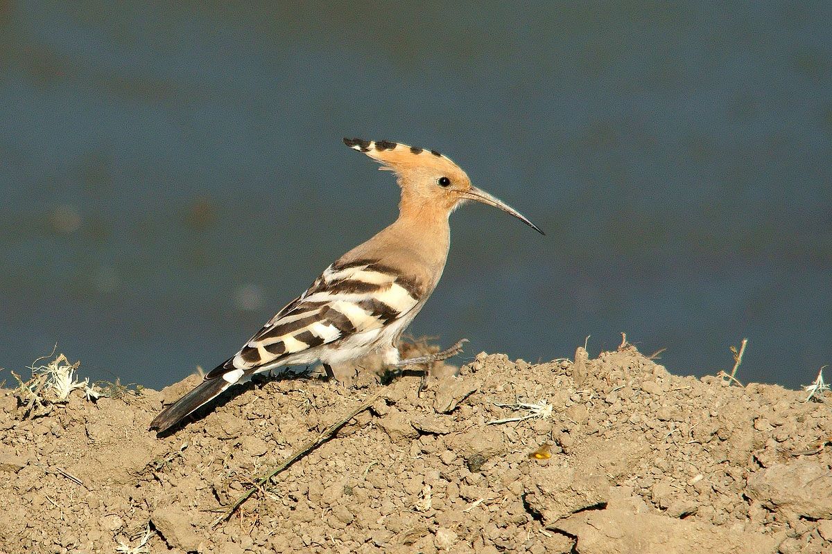 Hoopoe in parade