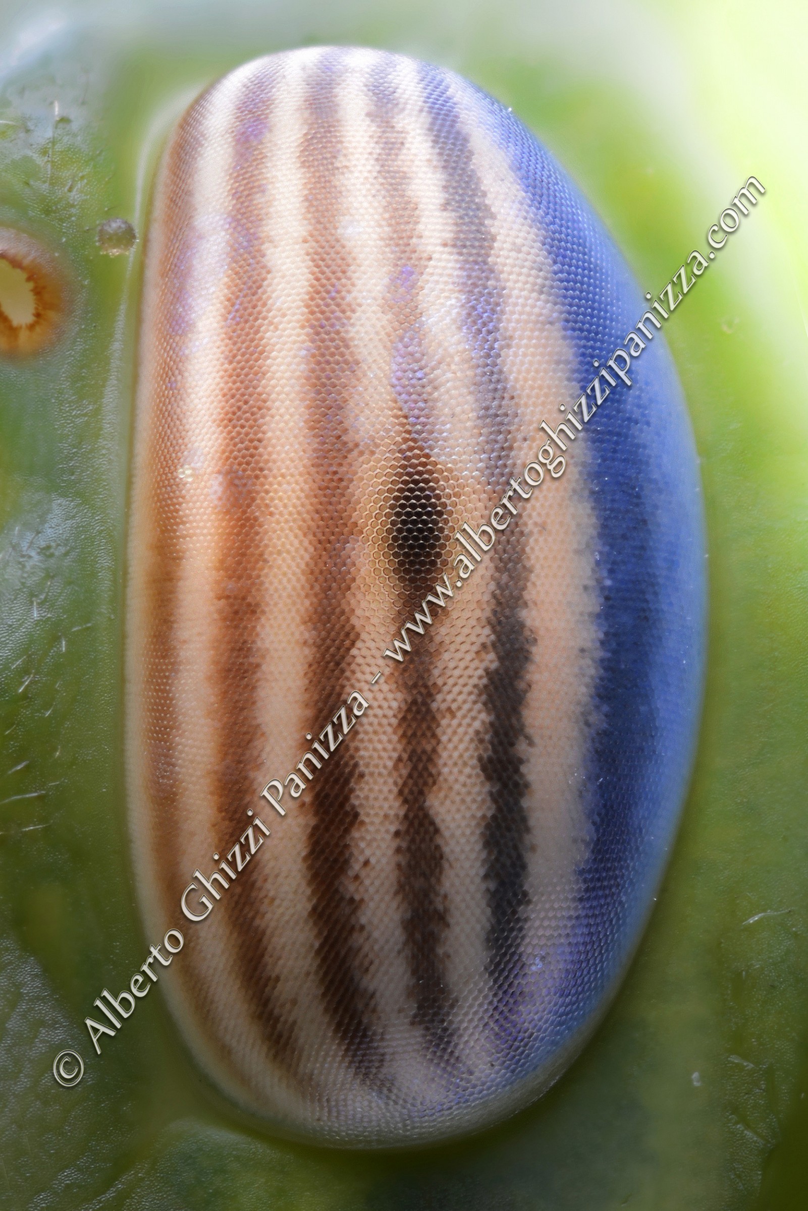 I meravigliosi colori di un occhio di cavalletta