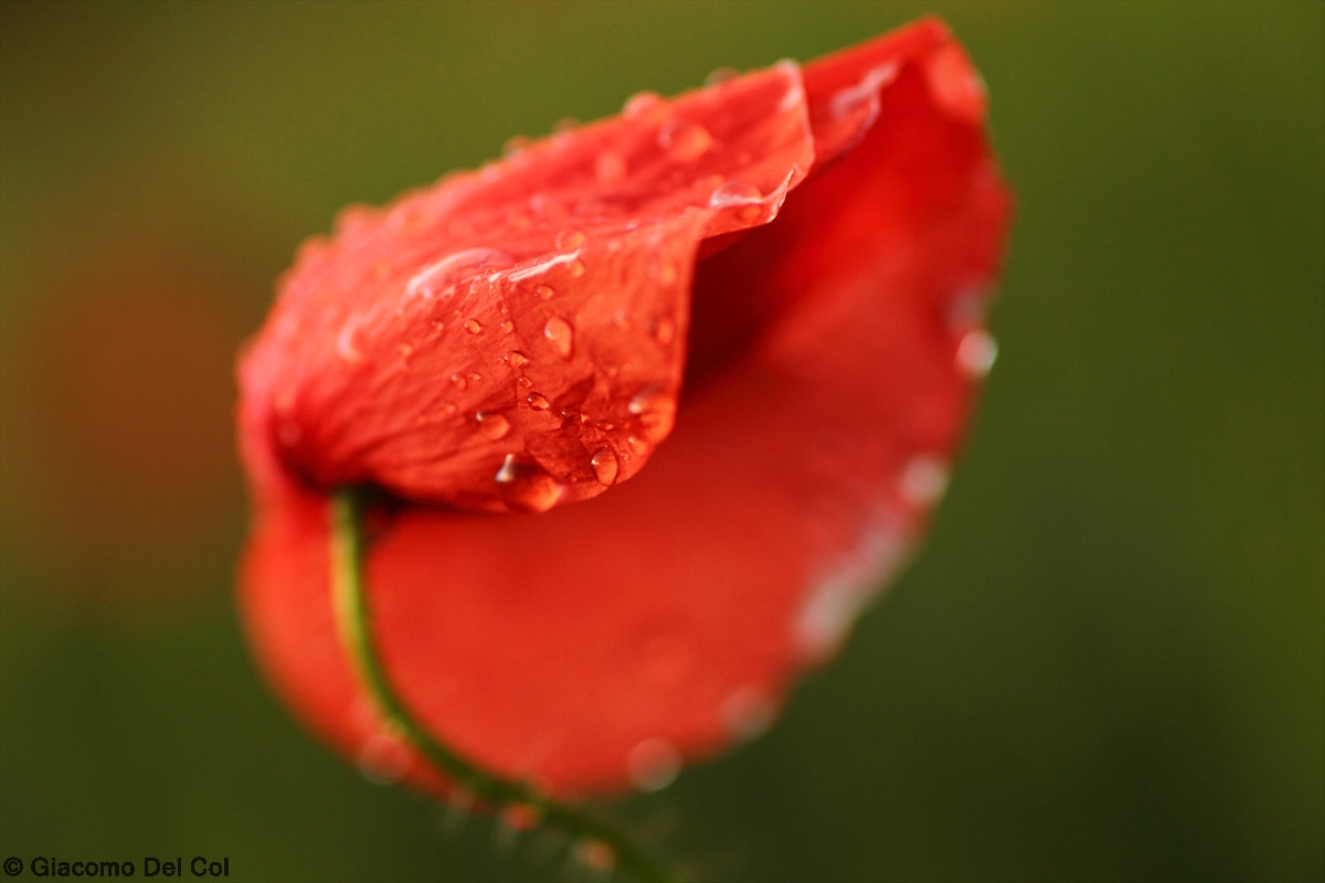 Papavero out of focus