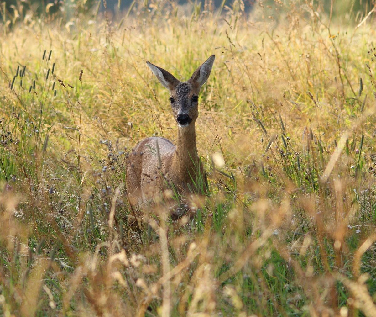Female roe deer
