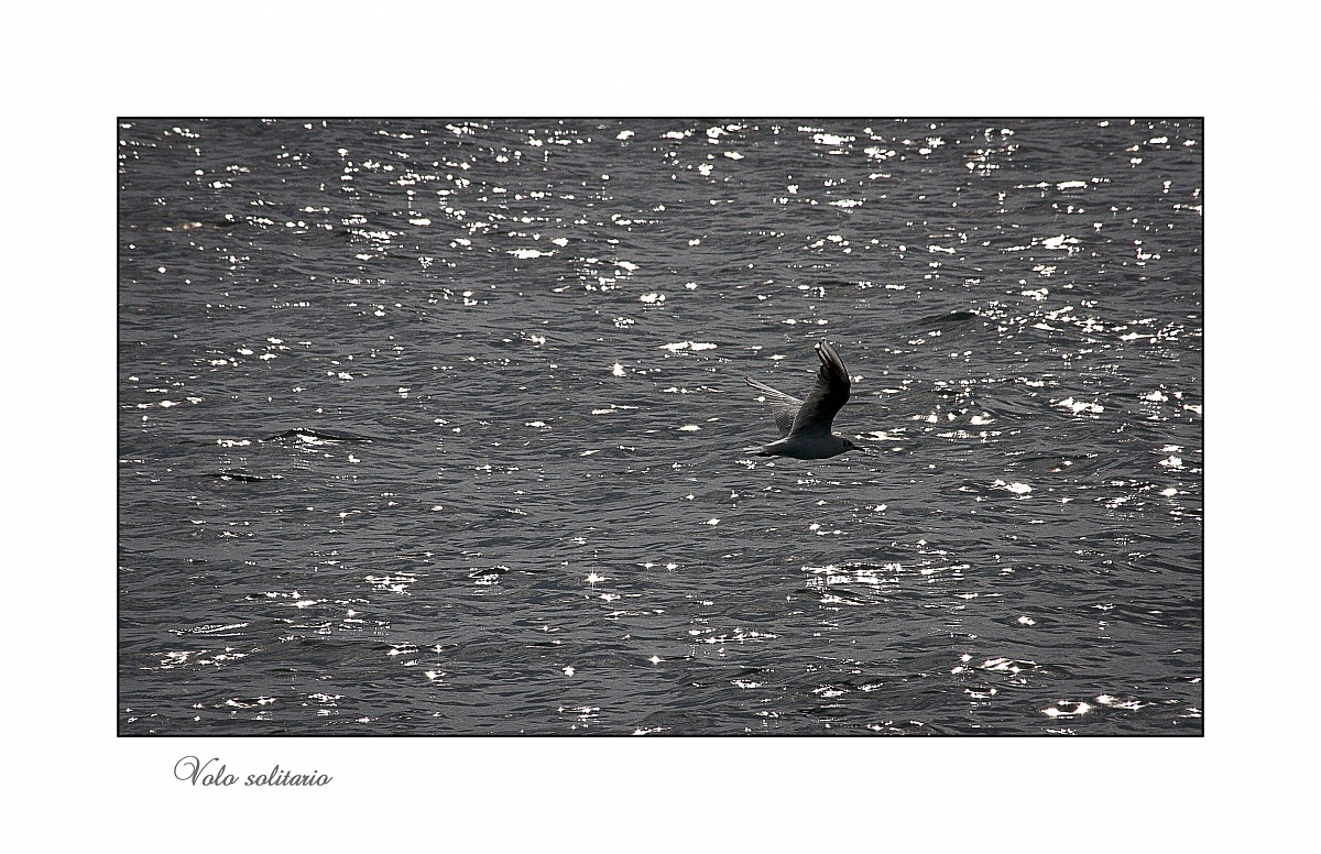 Volo solitario