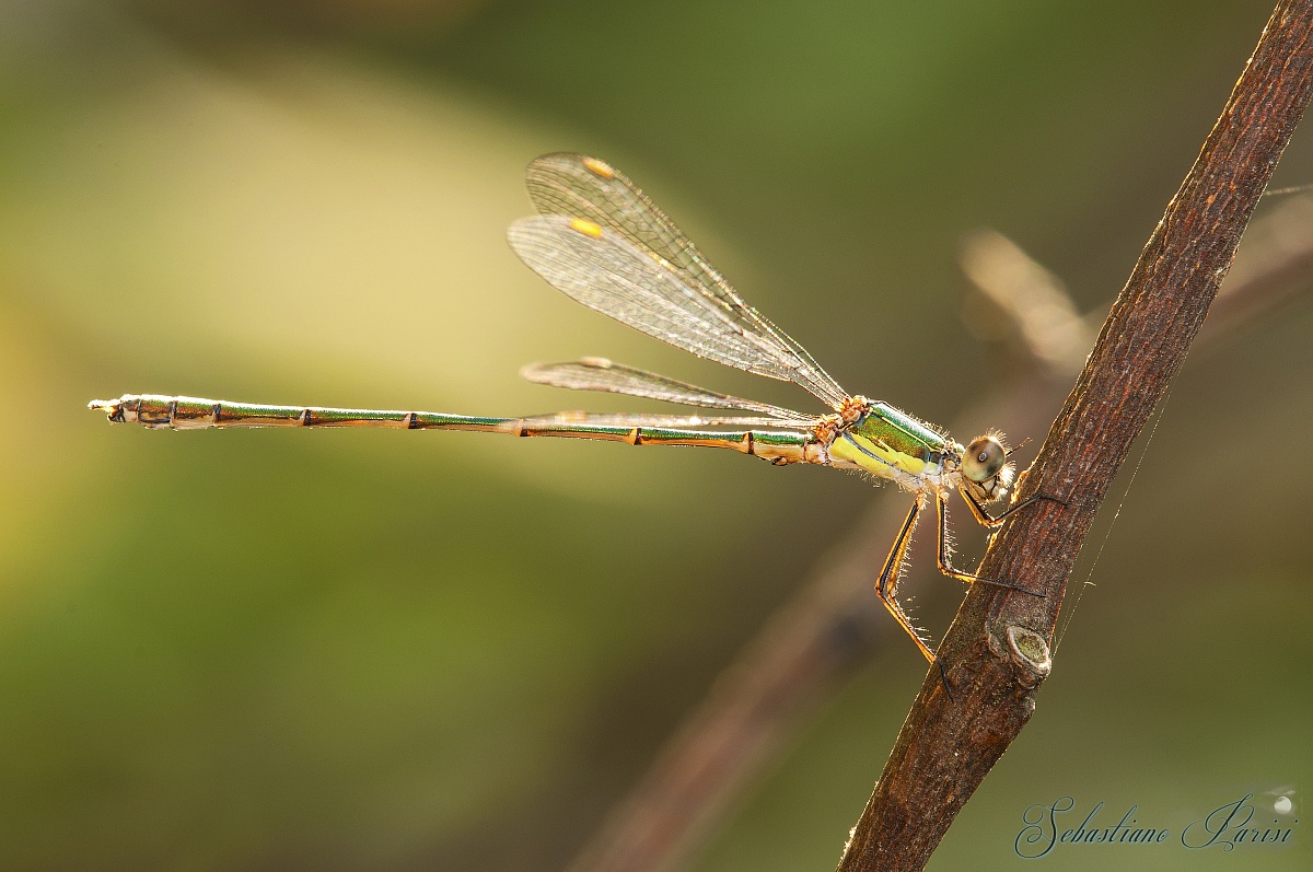 Lestes viridis (Vander Linden, 1825) - Lestidae