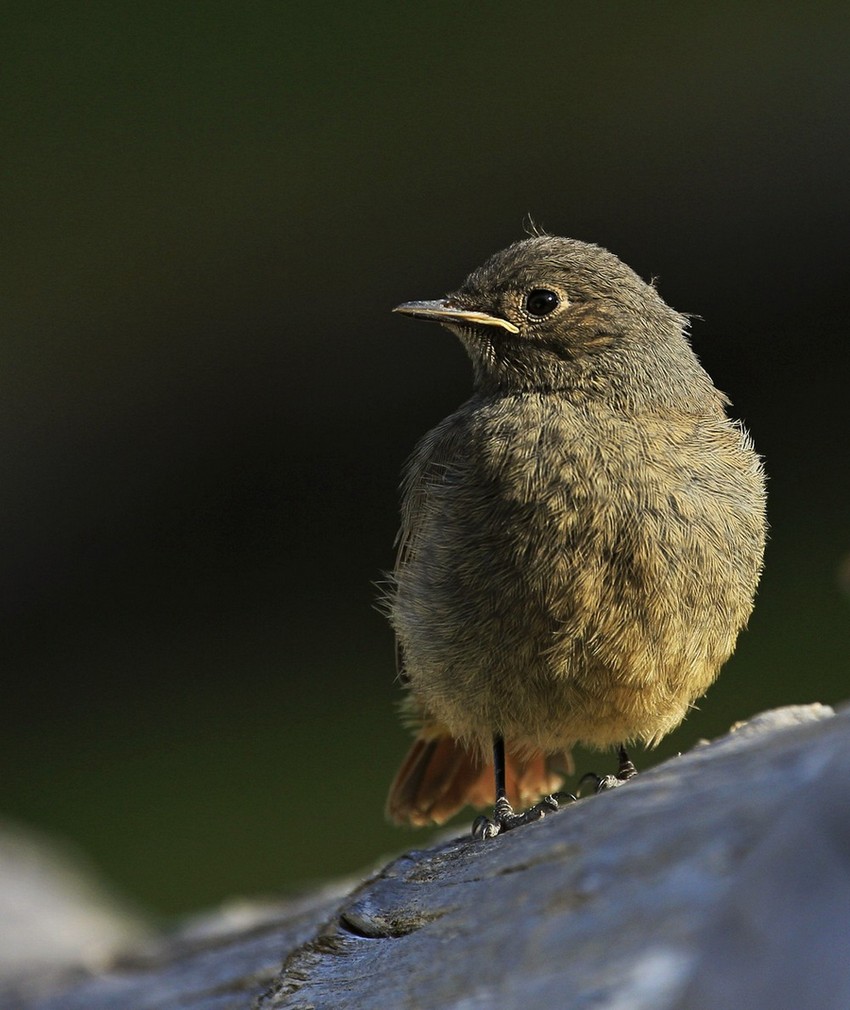 Young redstart