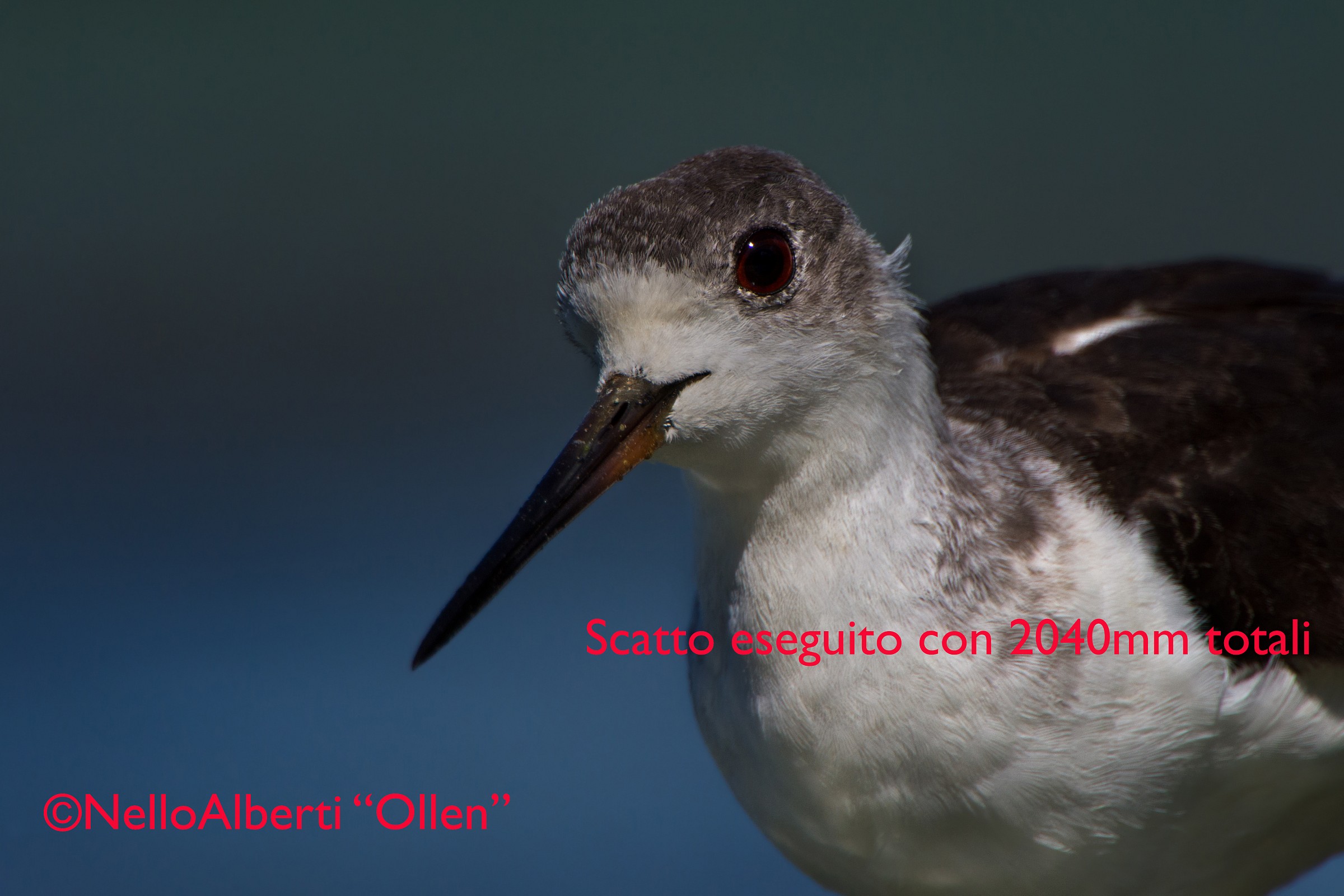 cavaliere immaturo ,lente totale 2040mm