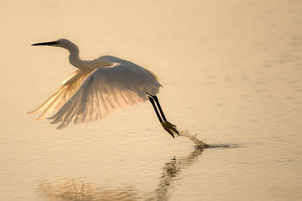 L'ultimo raggio di sole per la Garzetta